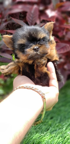 Imagen 2 de 6 de Yorkshire Terrier Teacup Garantizado