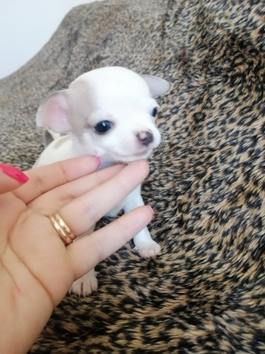 Imagen 4 de 5 de Hermoso Bebé Chihuahua, Cabeza De Manzana.