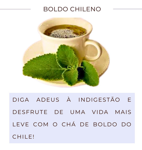 Leve 20 Pacts Boldo Folhas Erva Desidratada