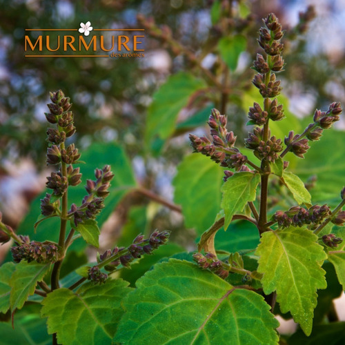 Aceite Esencial De Patchouli 10ml 100% Puro