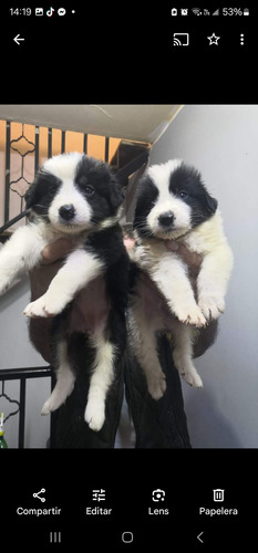 Border Collie Cachorros Calidad Vip Diferentes