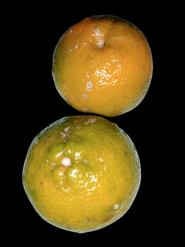Semillas 20 Limon Mandarina Raro Frescas Listas P Sembrar
