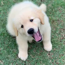 Comprar Golden Sanos 100% Puros Criadero Golden Retriever Argentina