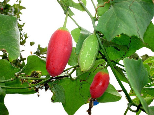 Sementes Ivy Gourd Coccinia Fruta Trepadeira Pepino Vermelho