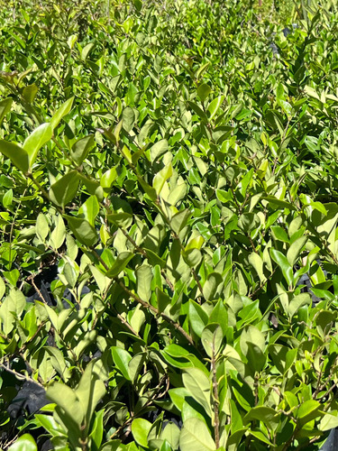 Planta Para Cerco Vivo Óleo Texano Verde Oferta Arbusto