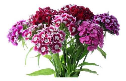4x Sementes De Cravina Gaiety (sortida) Topseed