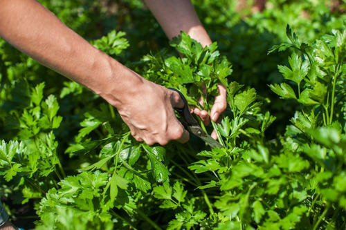 Imagem 3 de 4 de Coentro Português Topseed 500gr