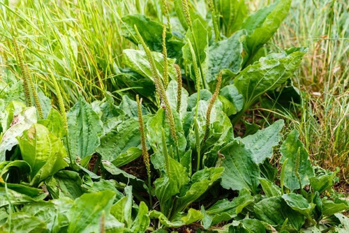 Tanchagem, 100 Gr Erva Seca Para Chá