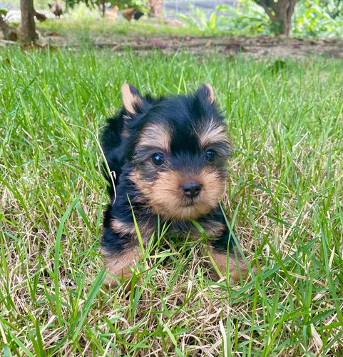 Yorkshire Terrier