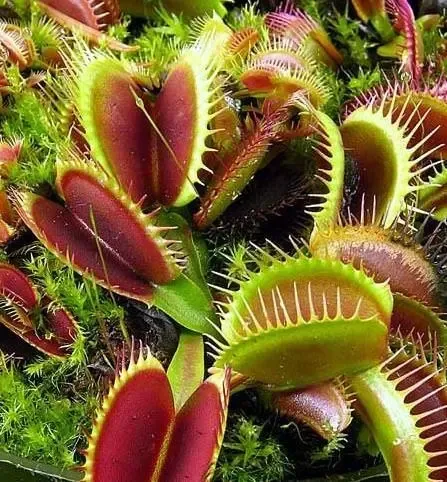 20 Sementes Planta Carnivora Venus Flytrap Dionaea Muscipula