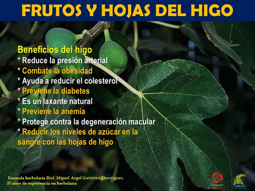 Extracto Hojas Higo Ficus Carica 100 Ml Plantasi