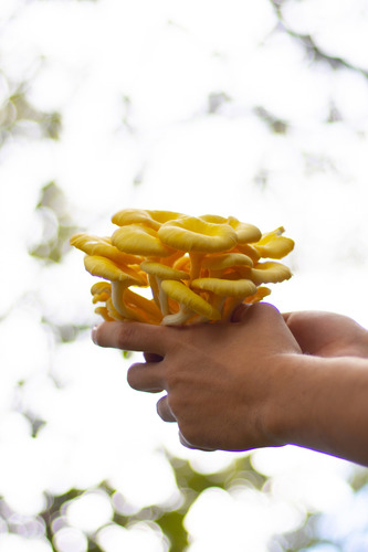 Sazonador Umami Setas 210g Consomé Sin Glutamato Monosódico