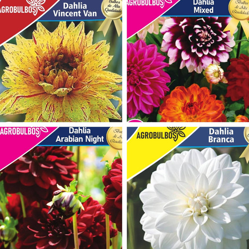 Bulbos Florales Importados Amaryllis Dahlias Gladiolos