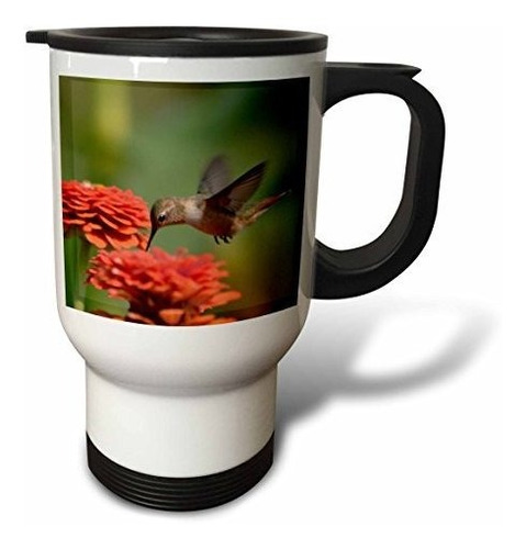 Vaso - Vaso - 3drose Orange Zinnias And Hummingbird Summer P