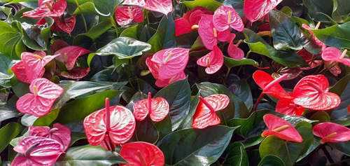 Planta De Interior Anturio Anthurium Scherzerianum M24