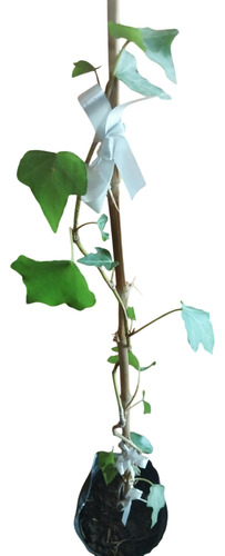 Planta Enredadera Hiedra Ó Hedera Helix
