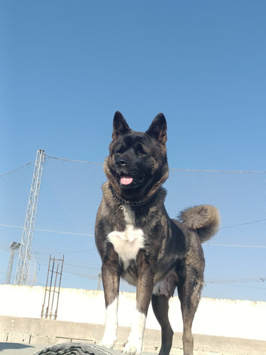 Cachorros Akita Americano