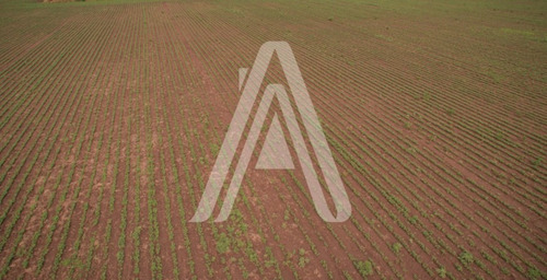 Imagen 3 de 12 de 21 Has Agricolas Alvear