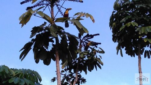 Chácara Para Venda Em Ribeirão Pires, Pilar Velho, 3 Dormitórios, 1 Suíte, 1 Banheiro, 4 Vagas - 859_1-1759351