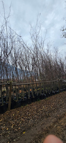 Arbol Celtis Australis Almez 4 Metros Gratis A Rm