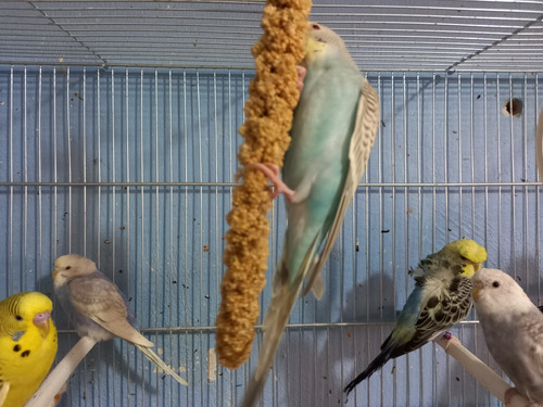 Panizo En Espiga Canary 4 Ramas Alimento Para Aves
