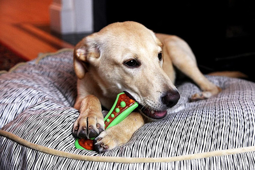 Imagen 6 de 8 de Hartz Chew 'n Clean Bacon Juguete Masticable Para Perro Con