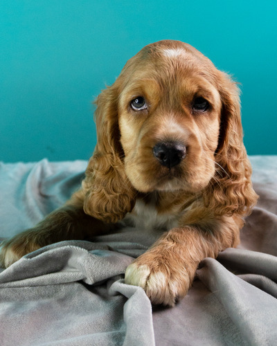 Hermosos Cachorros Cocker Spaniel Orejones
