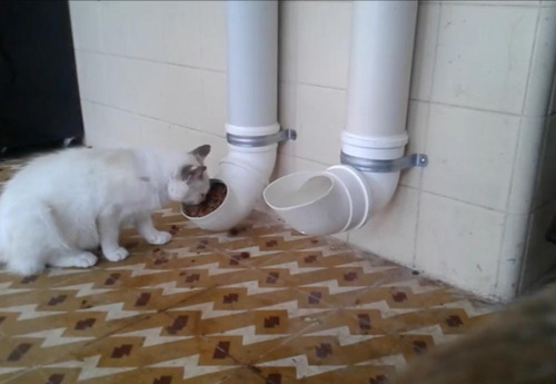 Bebedouro Pra Cachorro E Gatos Cano Pvc Personalizado Kit