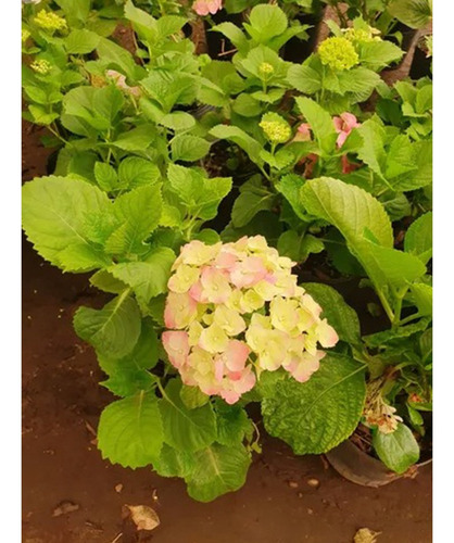 Planta Planta Hortensia Mitos