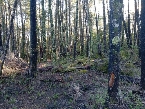 Venta Parcela Bosque Pucón Los Nevados