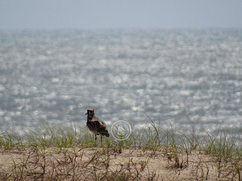 Las Rochas, Suites De Mar En Punta Del Diablo
