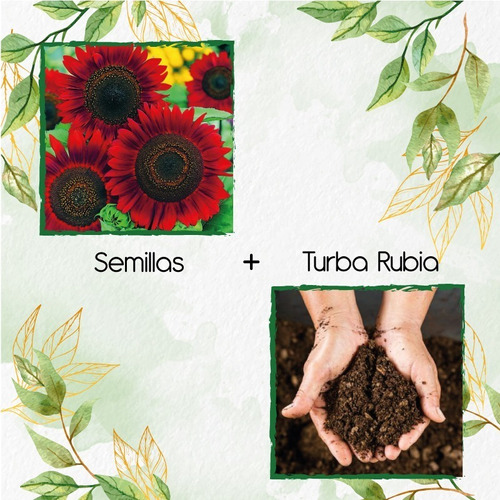 16 Semillas Flor Girasol Rojo + Turba De Germinación