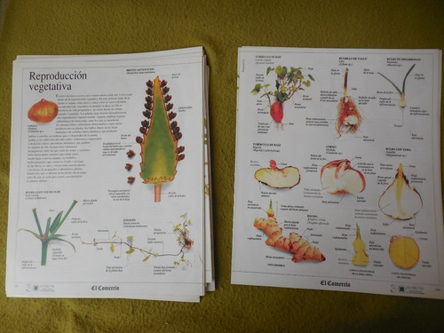 Colecciones Comercio Enciclopedia Visual De Los Seres Vivos (Usado)