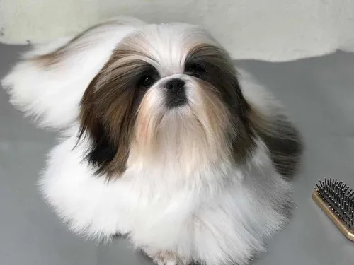 comprar Cachorros Shih Tzu Machos