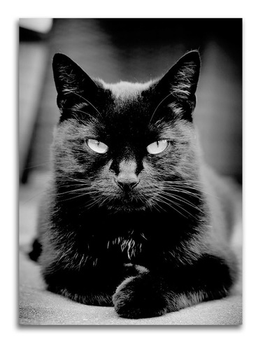 Cuadro Gato Negro Foto Lienzo 40x50cm