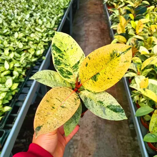 Ficus Elastica Shivereana - Planta De Caucho Variegada