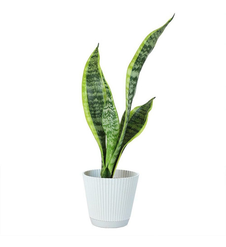 Plants For Pets Planta De Serpiente Viva Con Maceta Blanca D