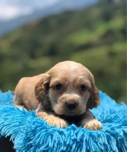 Cachorros Cocker Spaniel Vacunados Muy Bellos 