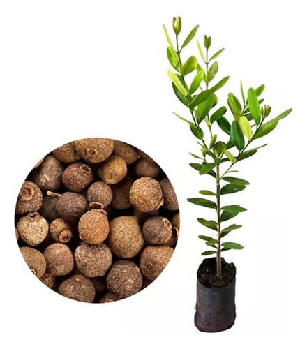 Muda De Pimenta Da Jamaica Altura De 0,40 Cm A 0,80 Cm