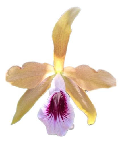 Orquídea Laelia Purpurata Tenebrosa Aurea 