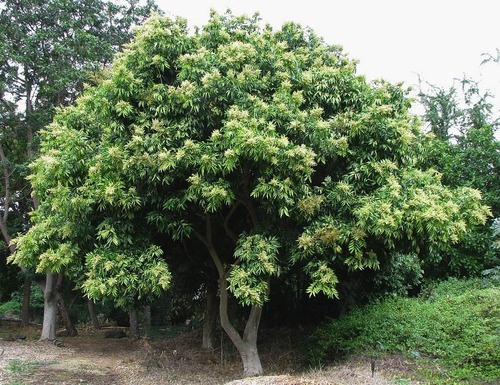 Palo Jabon, Árbol Autoctono