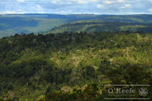 Imagen 24 de 30 de Grandes Extensiones De Bosque Nativo En Misiones - Bonos Verdes- Ideal Conservacionistas