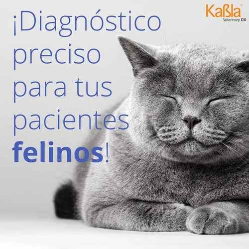 Prueba De Virus Del Herpes Felino - Con 10 Pruebas - Vechek