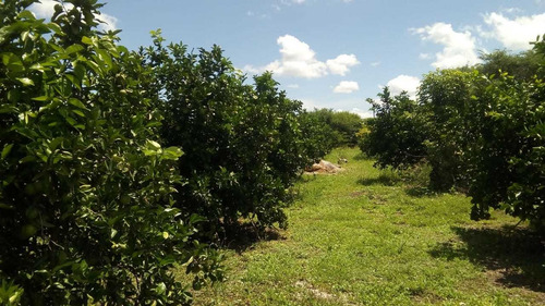 Imagem 8 de 14 de Vendo Linda Chácara Com 22 Hectares Com Bastante Frutas