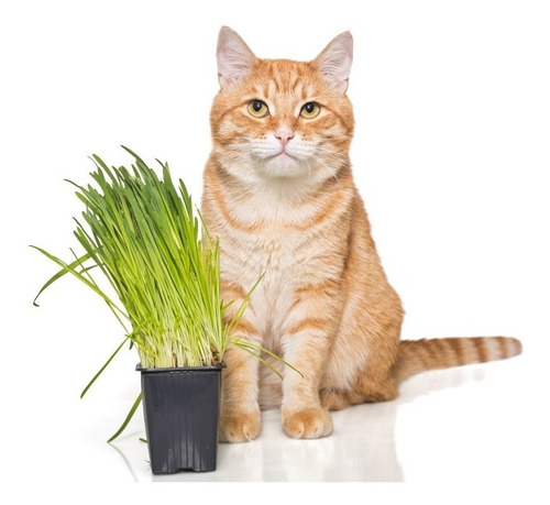 Imagem 2 de 3 de Sementes De Grama Dos Gatos