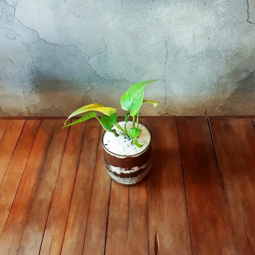Imagen 4 de 9 de Scindapsus Little Terrario 10 The Little Yisus