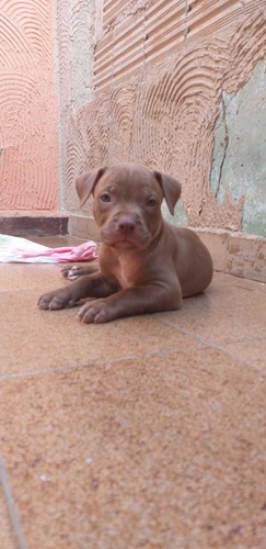 Filhotes De Pit Monster