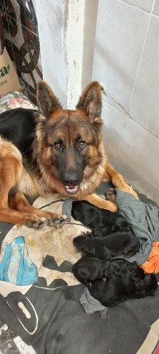 Imagen 3 de 3 de Venta Cachorros