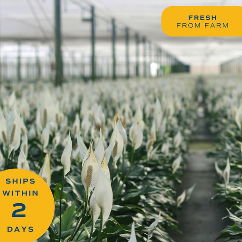 Lirio De Paz Spathiphyllum ( Blanco ) (certificado)