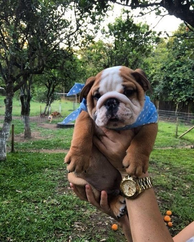 Cachorros Bulldog Ingles Perros En Venta Itagüí Mascotas